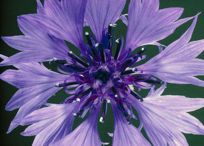 Angiosperm Greeting Card featuring the photograph Cornflower by Perennou Nuridsany
