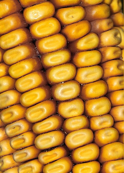 Corn Greeting Card featuring the photograph Cornrows by Gene Tatroe