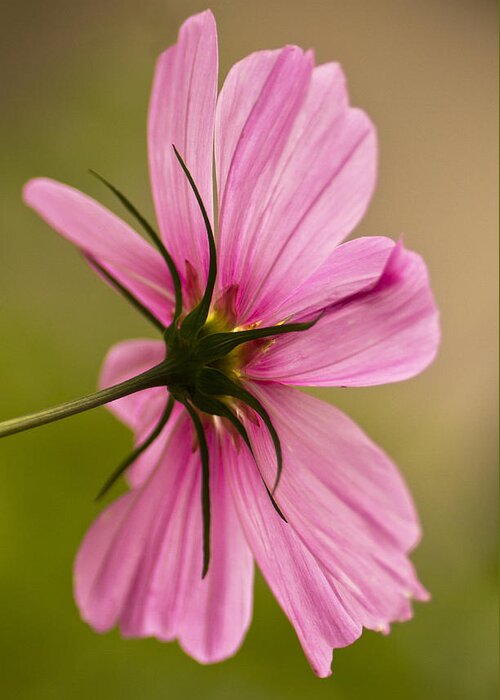 Cosmos Greeting Card featuring the photograph Cosmos in Pink by Diane Fifield
