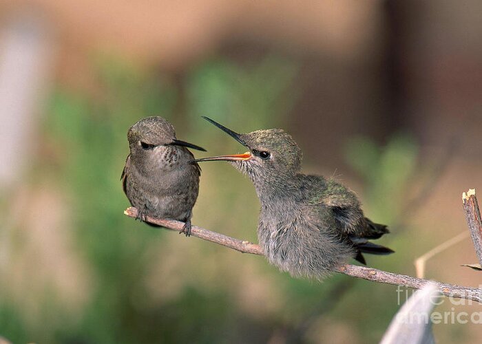 Fauna Greeting Card featuring the photograph Costas Hummingbird Feeding Young by Anthony Mercieca