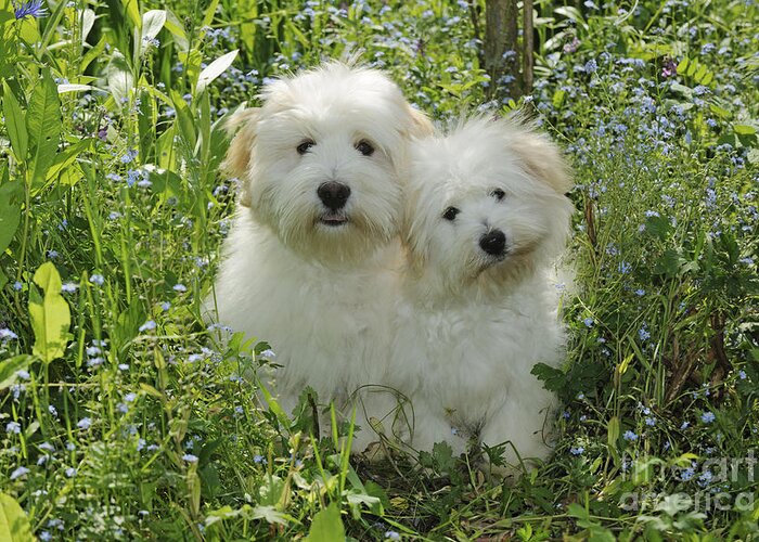 Dog Greeting Card featuring the photograph Coton De Tulear Dogs by John Daniels