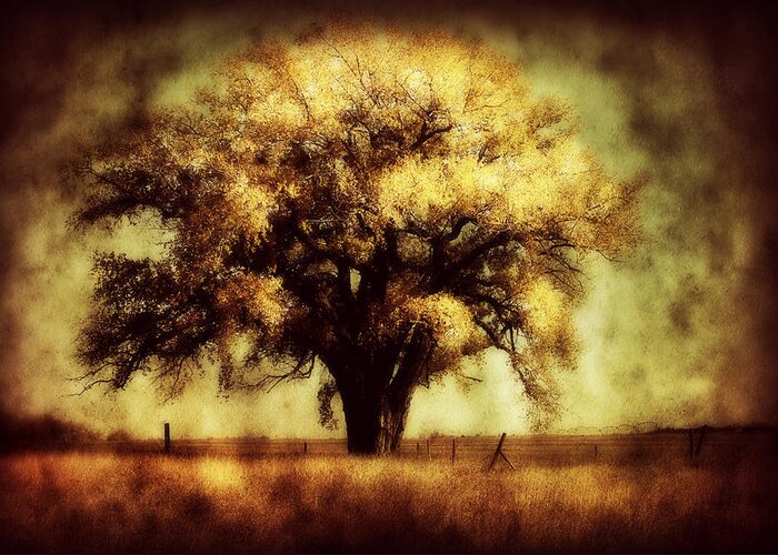 Trees Greeting Card featuring the photograph Cottonwood 4 by Julie Hamilton