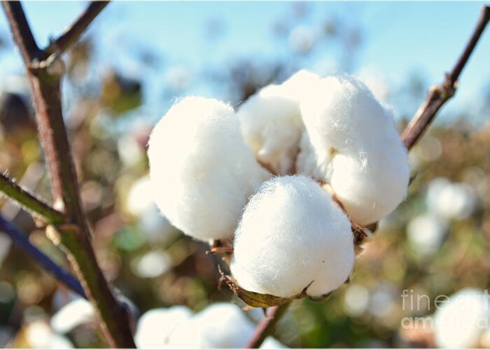 Nature Greeting Card featuring the photograph Cotton Boll IV by Debbie Portwood