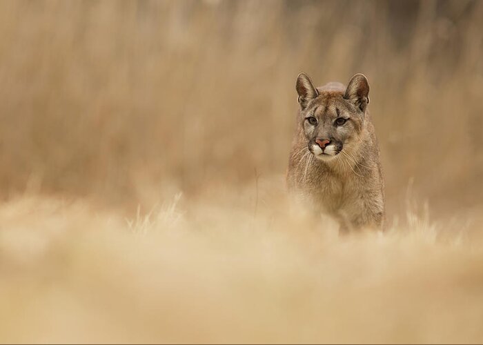 Cougar Greeting Card featuring the photograph Cougar by Milan Zygmunt
