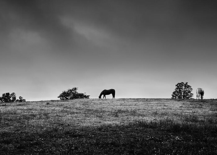 B&w Greeting Card featuring the photograph Couldn't Drag Me Away by Robert Clifford