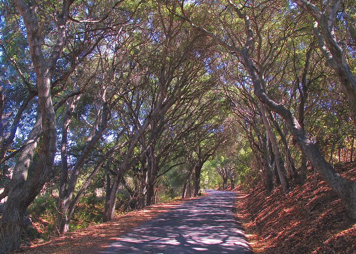 Road Greeting Card featuring the photograph Country Lane by Derek Dean