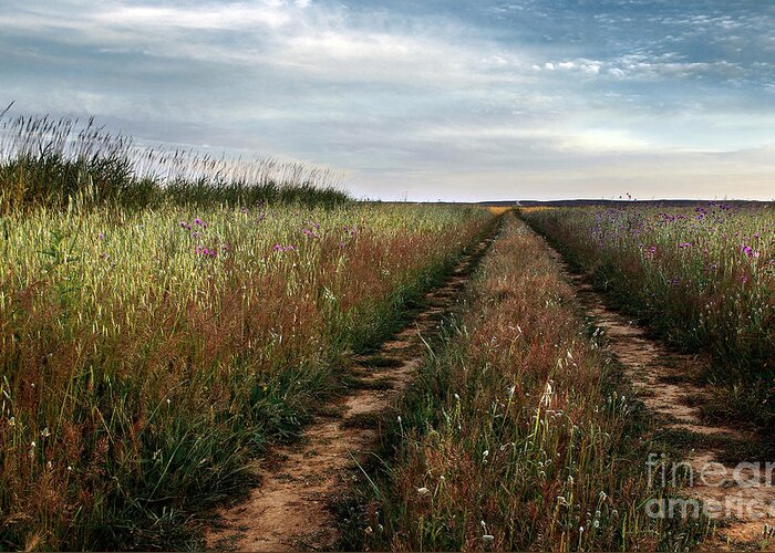 Adventure Greeting Card featuring the photograph Countryside tracks by Carlos Caetano