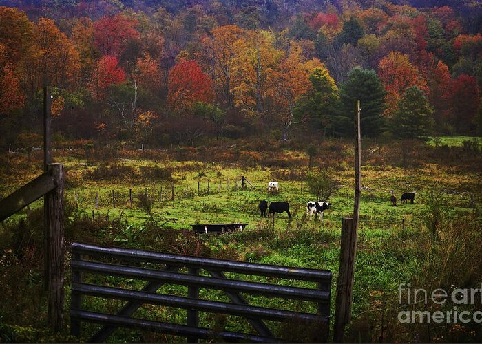 Cows Greeting Card featuring the photograph Cow Pasture in Autumn by Debra Fedchin
