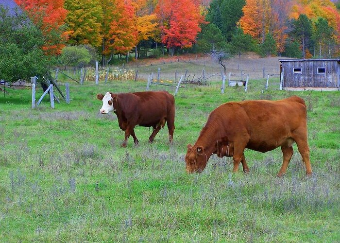Cows Greeting Card featuring the photograph Cow Pasture by Kathleen Luther