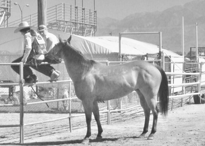 Fairgrounds Greeting Card featuring the photograph Cowboy Love by Marilyn Diaz