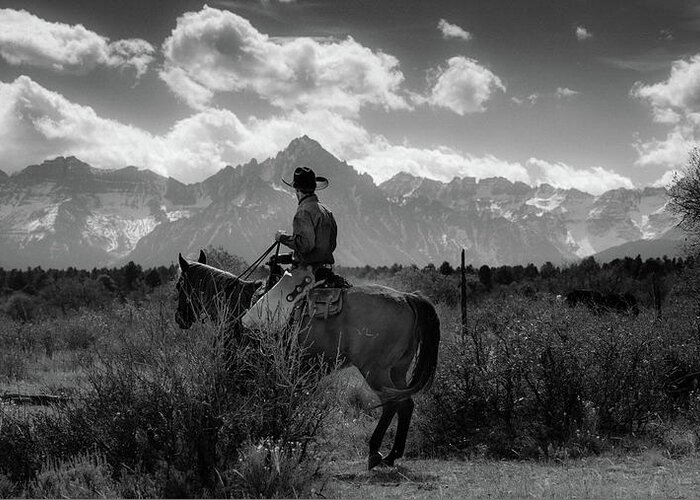 Photography Greeting Card featuring the photograph Cowboy On Cattle Drive Gather by Panoramic Images