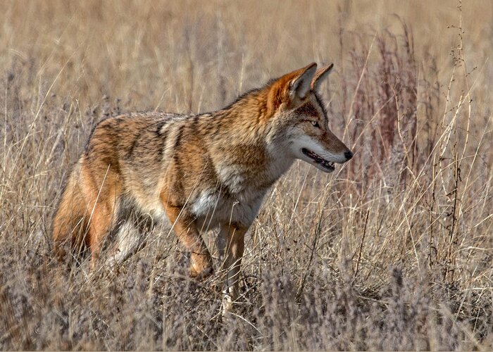 Coyote Greeting Card featuring the photograph Coyote on the Hunt by Dawn Key