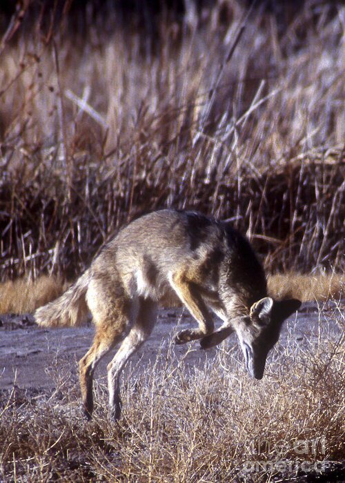 Bosque Greeting Card featuring the photograph Coyote by Steven Ralser