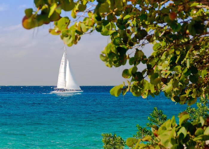 Cozumel Greeting Card featuring the photograph Cozumel Sailboat by Mitchell R Grosky