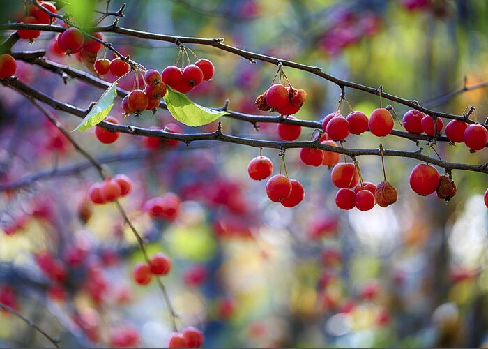 Crab Apple Greeting Card featuring the photograph Crab Apples 1 by Scott Campbell