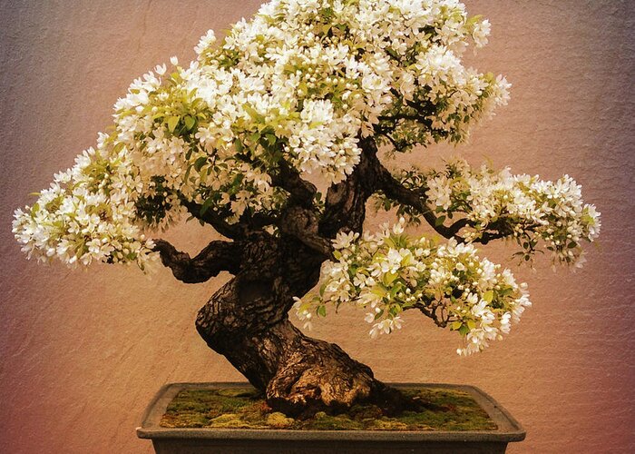 Blooms Greeting Card featuring the photograph Crabapple Bonsai by Chris Scroggins
