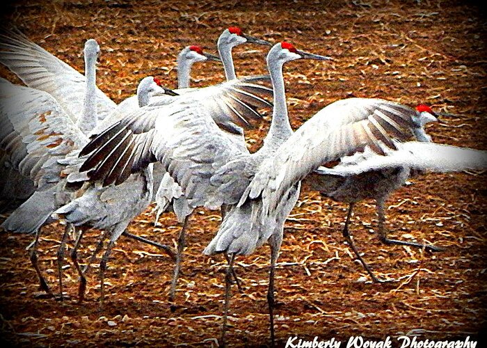 Crane Ballet Greeting Card featuring the photograph Crane Ballet by Kimberly Woyak