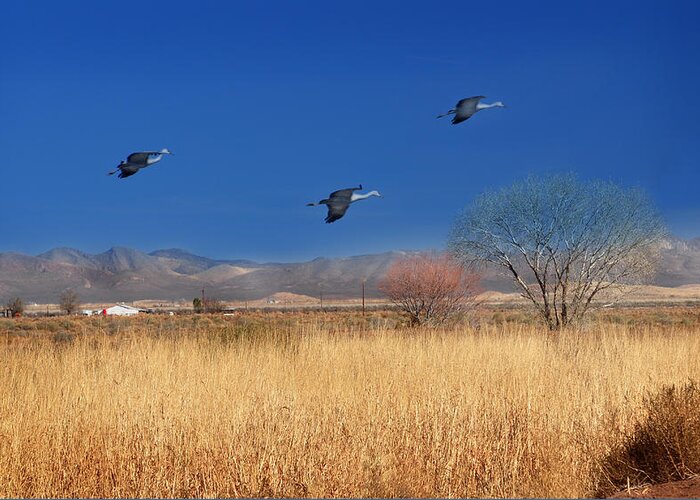 Photography Greeting Card featuring the photograph Cranes in Flight by Barbara Manis