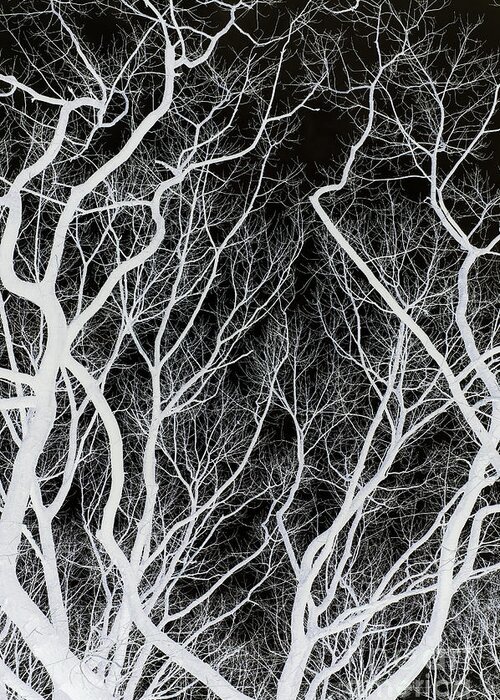 Tree Greeting Card featuring the photograph Creepy Branches by David Lichtneker