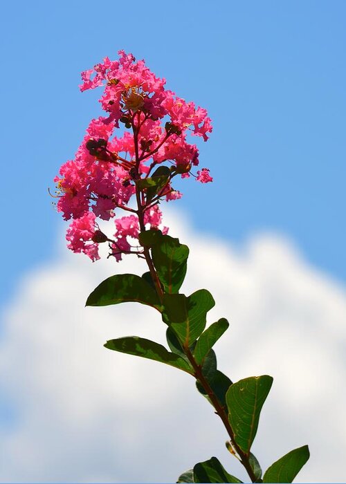 Crepe Myrtle Greeting Card featuring the photograph Crepe Myrtle against the Sky by Richard Bryce and Family