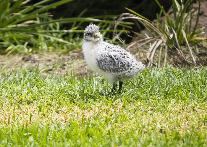 Australia Greeting Card featuring the photograph Crested Tern Chick - Montague Island - Australia by Steven Ralser