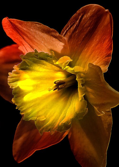 Narcissus Greeting Card featuring the photograph Crimson Daffodil by Bill and Linda Tiepelman