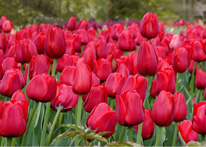 Tulip Greeting Card featuring the photograph Crimson Tulips by Richard Reeve