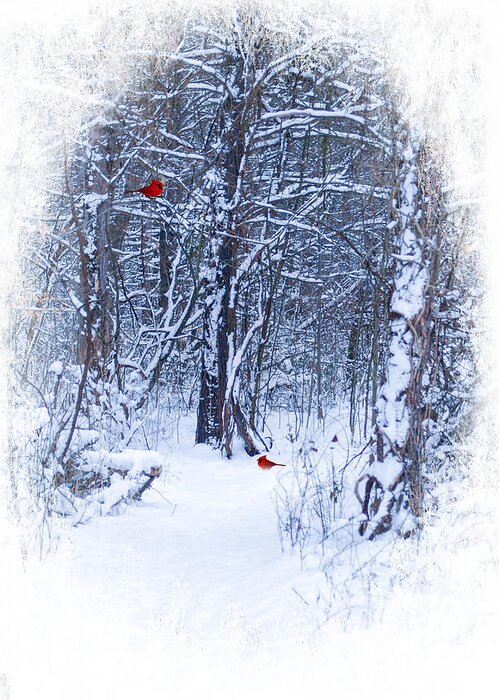 Winter Scene. Snow Landscape. Christmas Greeting Card. New Years Greeting Card. Woods. Path. Trees. Forest. Red Cardinals. Winter Landscape. Nature. Wildlife. Photography. Print. Canvas. Poster. Fine Art. Digital Art. Greeting Card featuring the photograph Crisp by Mary Timman
