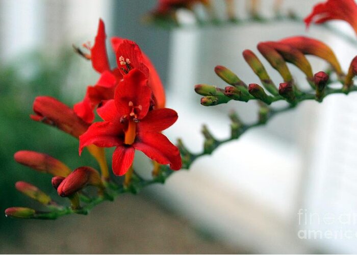 Garden Greeting Card featuring the photograph Crocosmia Two by Margaret Hamilton