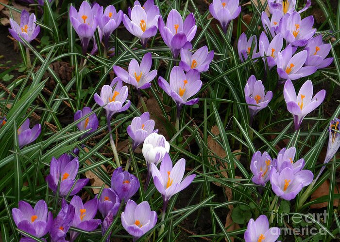 Crocus Greeting Card featuring the photograph Crocus Flowers - Early Spring by Phil Banks