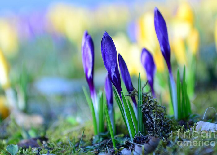 Bokeh Greeting Card featuring the photograph Crocus by Hannes Cmarits