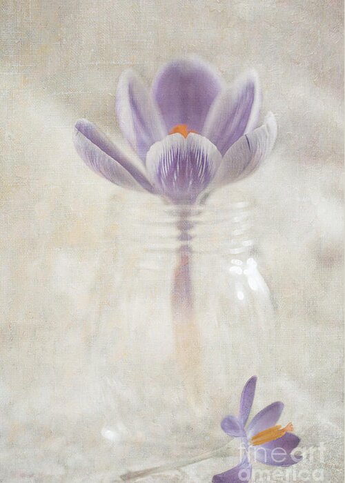 Crocus Greeting Card featuring the photograph Crocus by Marion Galt