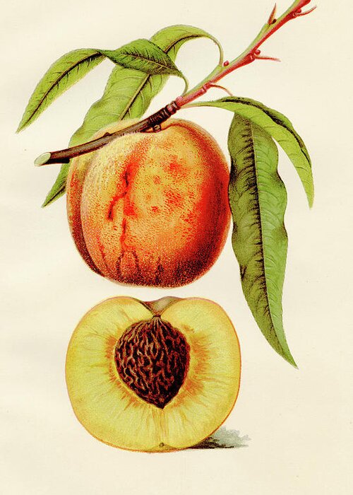 Engraving Greeting Card featuring the digital art Crosby Peach Illustration 1891 by Thepalmer