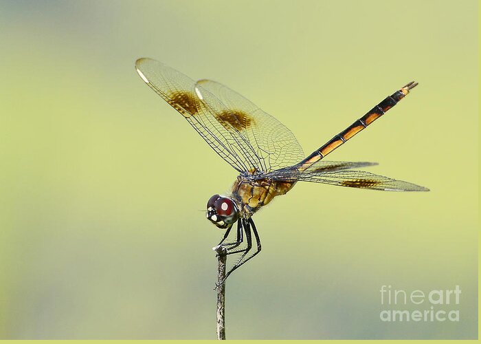 Dragonfly Greeting Card featuring the photograph Crouching Dragonfly by Kathy Baccari