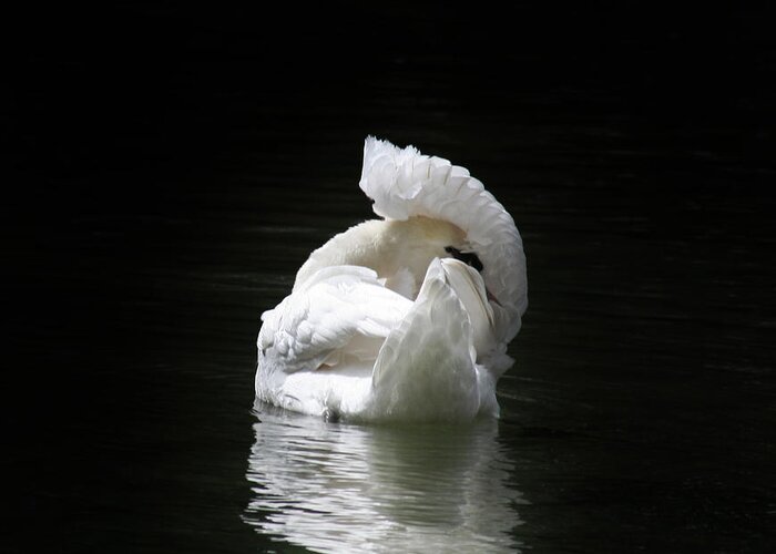 Crown Of Feathers. Swan Greeting Card featuring the photograph Crown of Feathers II by Lynn Jackson