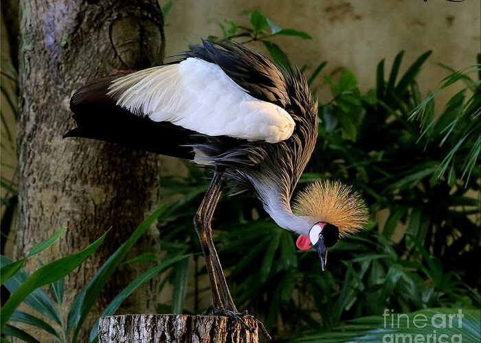 Grey Greeting Card featuring the photograph Crowned Crane by Rebecca Morgan