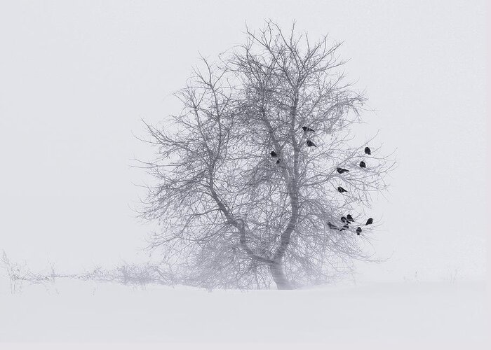 Nature Greeting Card featuring the photograph Crows on Tree in WInter Snow Storm by Peter V Quenter