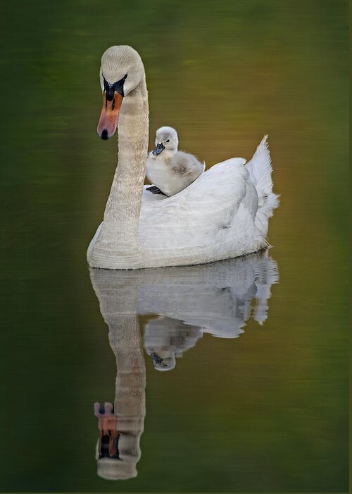 Cygnet Greeting Card featuring the photograph Cruising With Mom by Susan Candelario