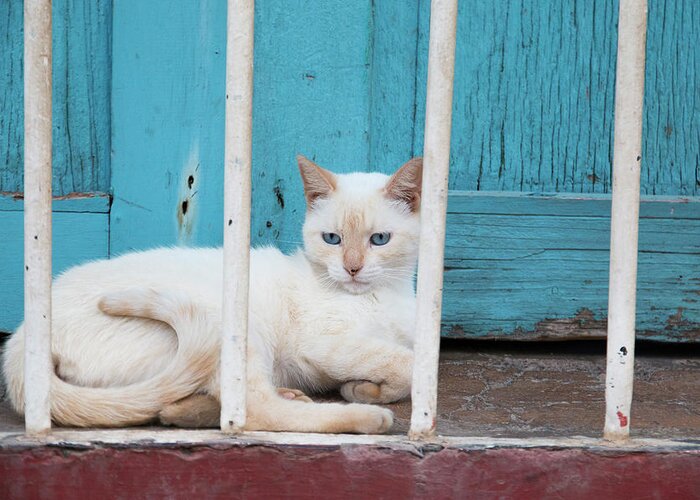 Cat Greeting Card featuring the photograph Cuba, Trinidad by Emily Wilson