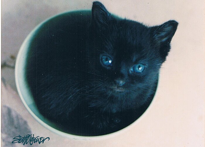 Cat Greeting Card featuring the photograph Cup O'Kitty by Seth Weaver
