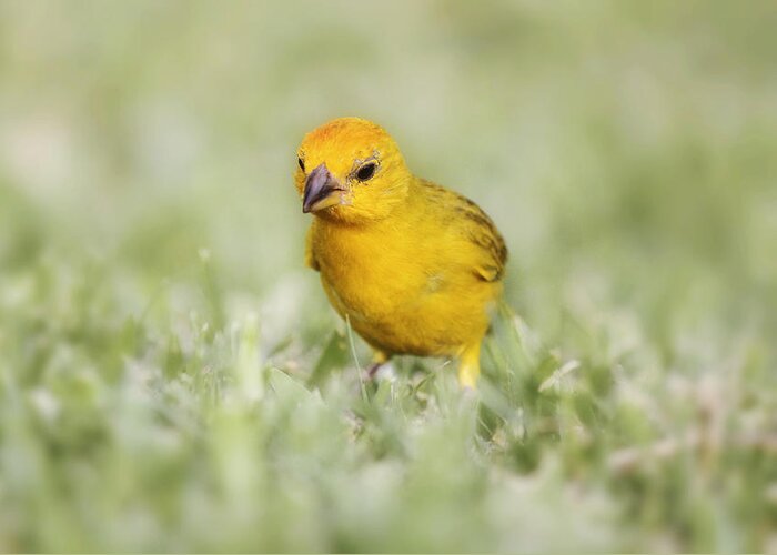 Canary Greeting Card featuring the photograph Curiosity by Melanie Lankford Photography