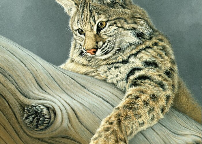 Wildlife Greeting Card featuring the painting Curiosity - young bobcat by Paul Krapf
