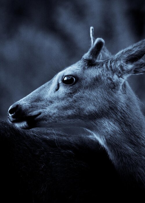 Deer Greeting Card featuring the photograph Curious by Adria Trail