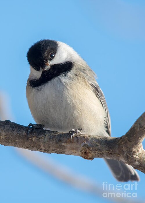Avian Greeting Card featuring the photograph Curious Chickadee by Cheryl Baxter