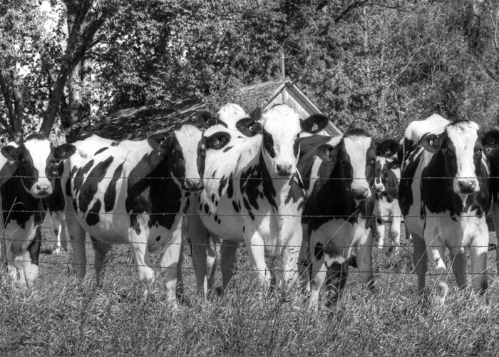 Cows Greeting Card featuring the photograph Curious Country Lineup by J Laughlin
