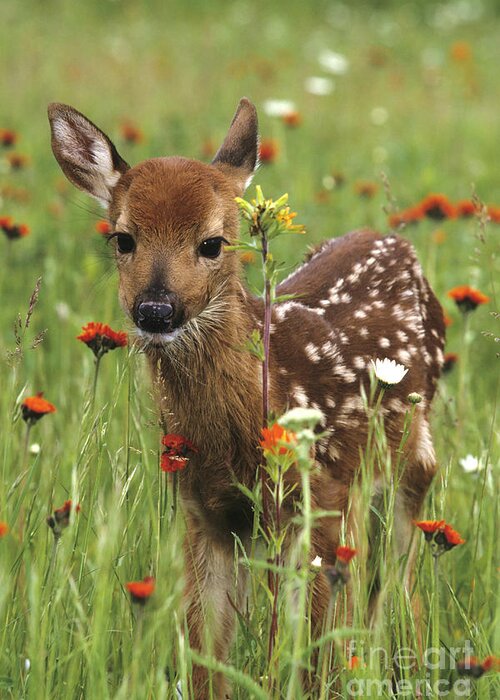 Deer Greeting Card featuring the photograph Curious Fawn by Chris Scroggins