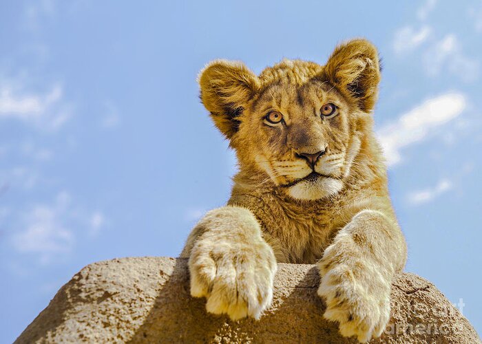 Lion Greeting Card featuring the photograph Curious Lion Cub by Diane Diederich