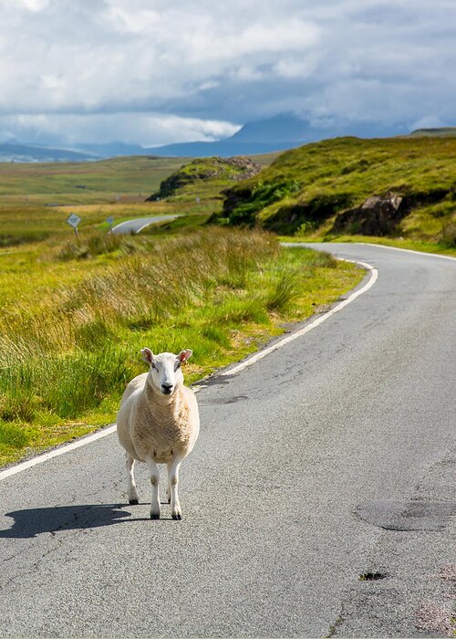 Scotland Greeting Card featuring the photograph Curious Sheep On Scottish Road by Andreas Berthold