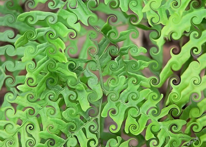 Curly Fronds Greeting Card featuring the digital art Curly Fronds by Kathy K McClellan