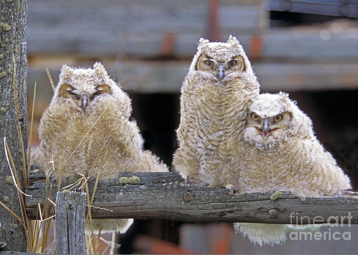 Great Horned Owls Greeting Card featuring the photograph Curly Moe and Miss Congeniality by Gary Beeler